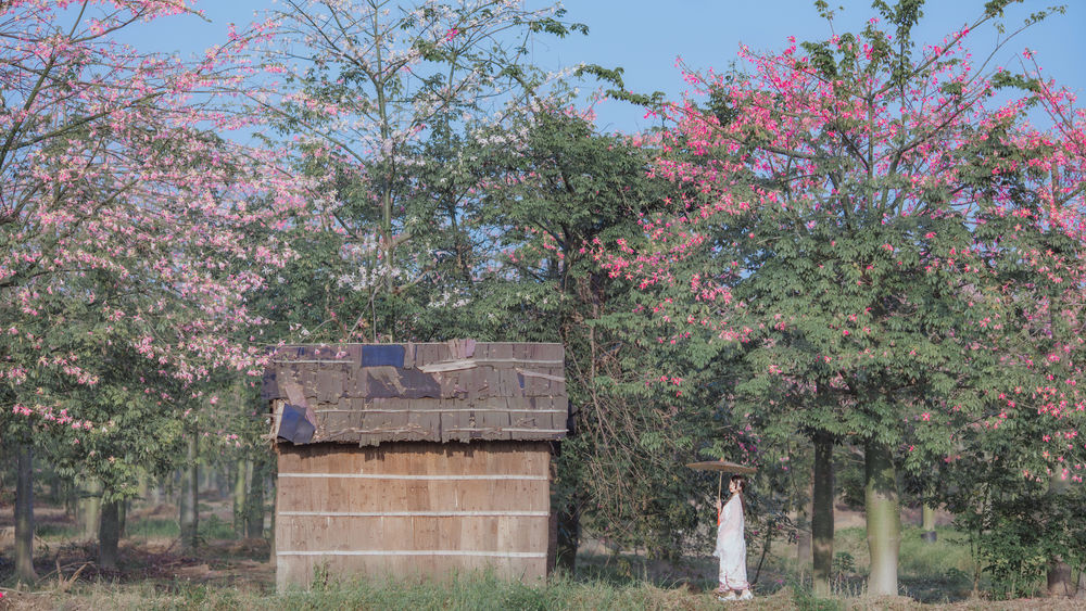 桜桃喵-汉服桃花-在线看 第2张 桜桃喵-汉服桃花-在线看 第2张