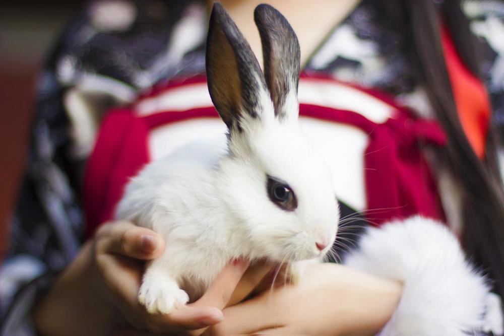 汐兔子-No.008-玉兔少女与熊猫兔-在线看 第2张 汐兔子-No.008-玉兔少女与熊猫兔-在线看 第2张